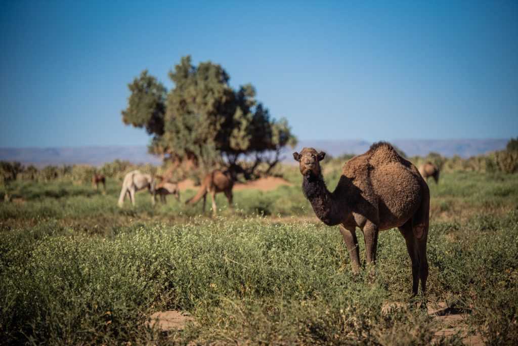 Le Parc National d’Iriqui