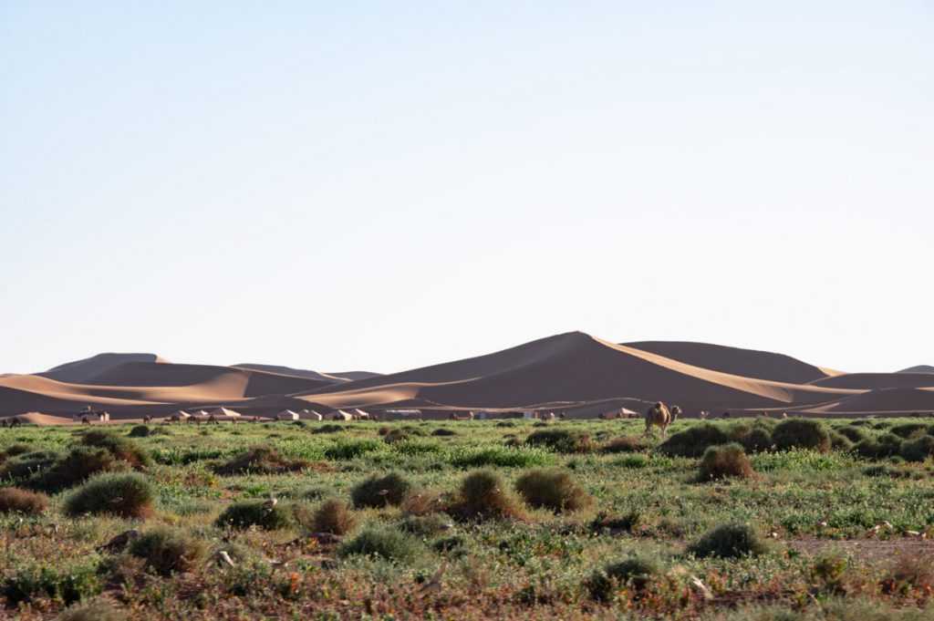 Iriqui’s National Park | Visit Drâa Tafilalet