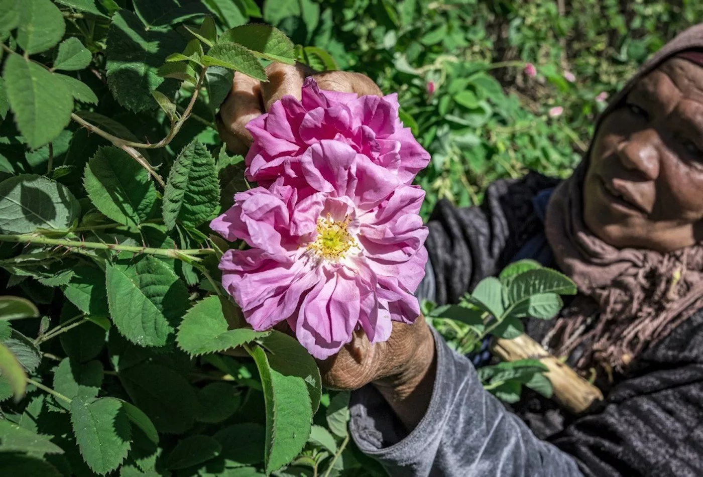 La rose de Kalâat M’Gouna : Une tradition séculaire
